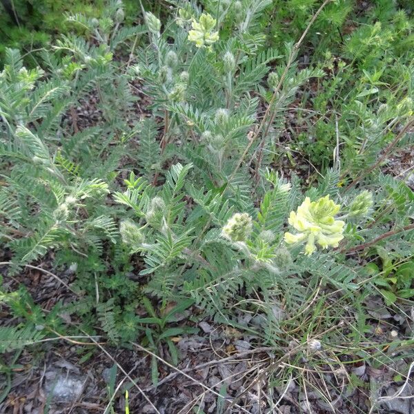 Oxytropis pilosa Кора