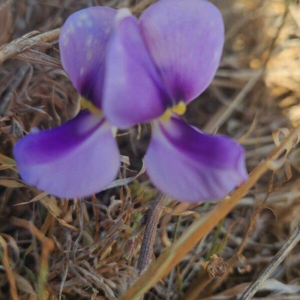 Vigna frutescens Flower