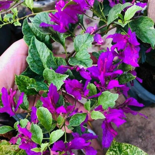 Bougainvillea glabra Folha