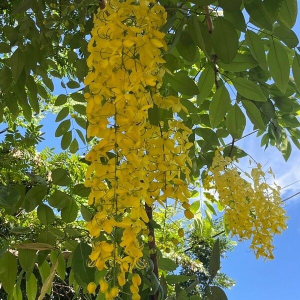 Cassia fistula Flower