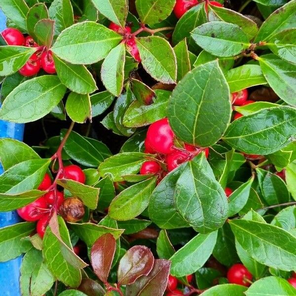 Gaultheria procumbens Fruit