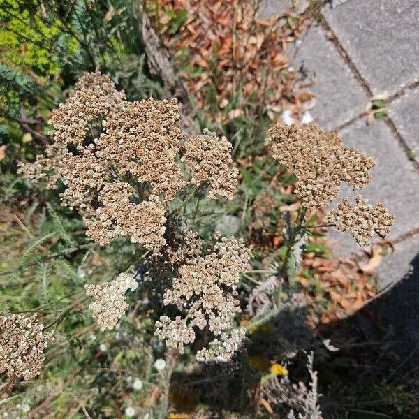 Achillea ligustica Flor