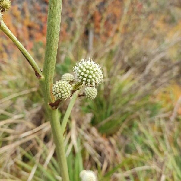 Eryngium yuccifolium Flower