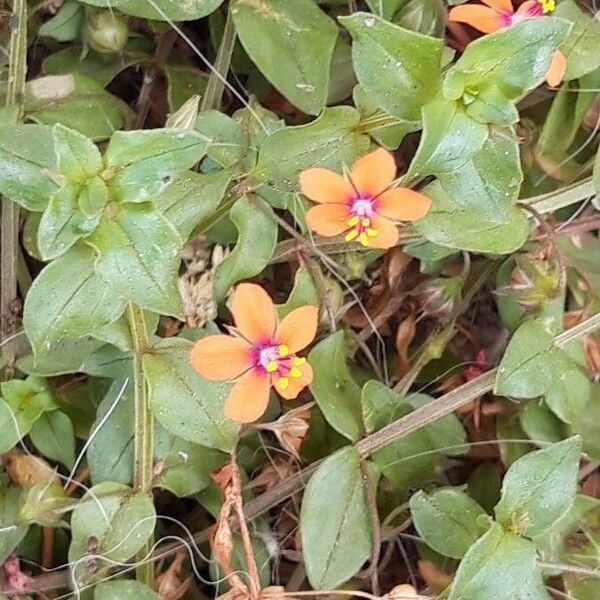 Lysimachia arvensis Kwiat