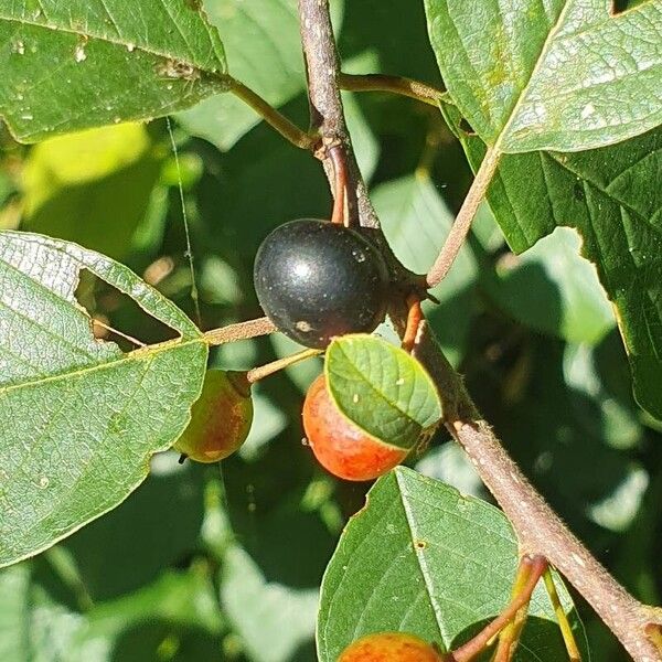 Frangula alnus फल