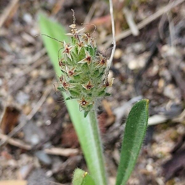 Plantago bellardii Flors