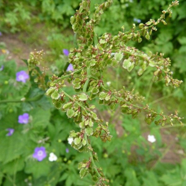 Rumex arifolius Цвят