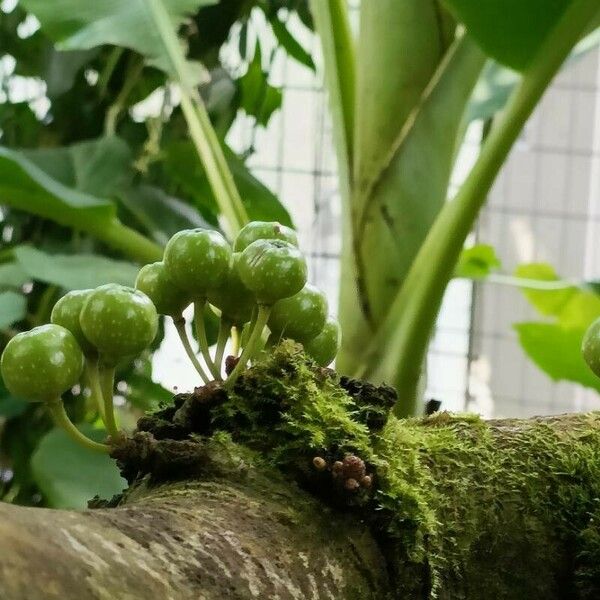 Ficus fistulosa Meyve