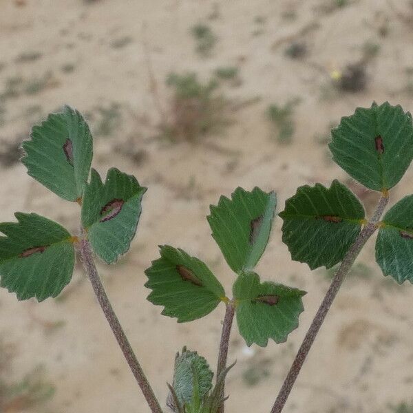 Medicago littoralis Deilen