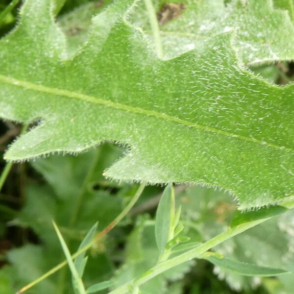 Leontodon hispidus Leaf