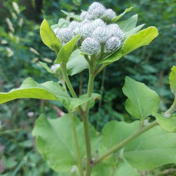 Arctium tomentosum Цветок