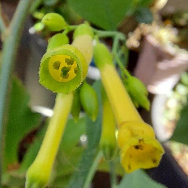 Nicotiana glauca Floare