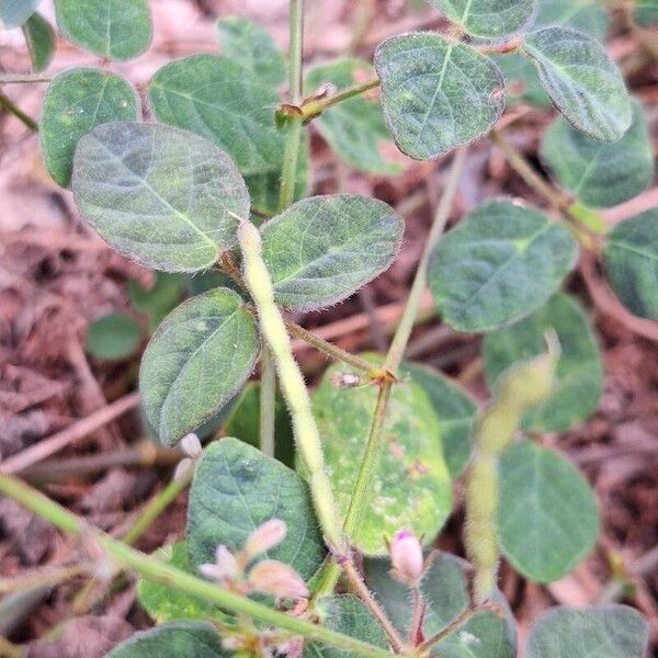 Desmodium scorpiurus Vaisius