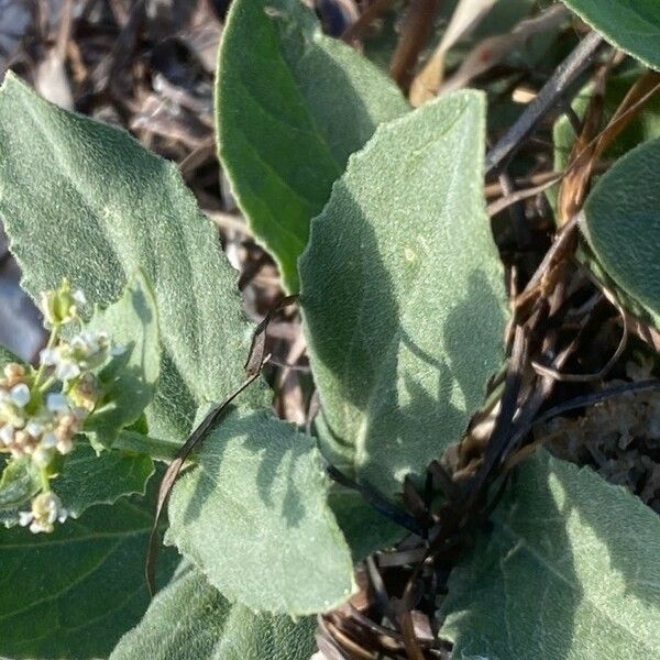 Lepidium latifolium List