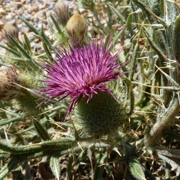 Cirsium echinatum Květ