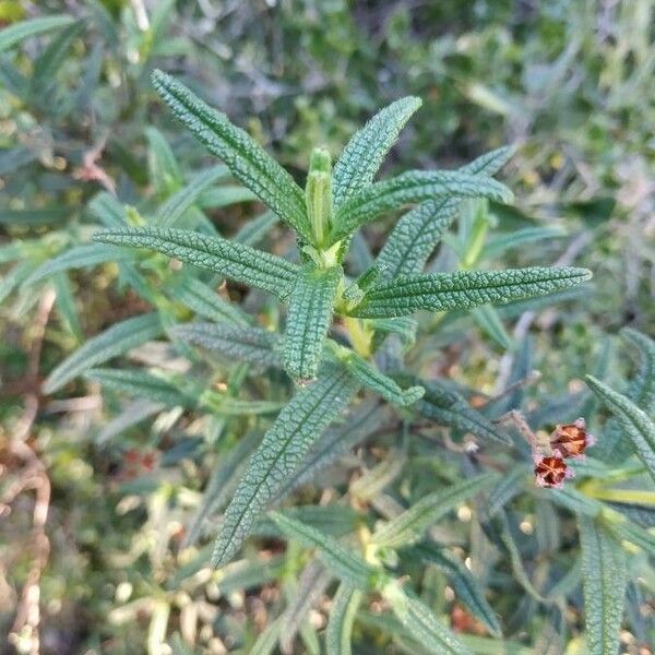 Cistus monspeliensis 葉