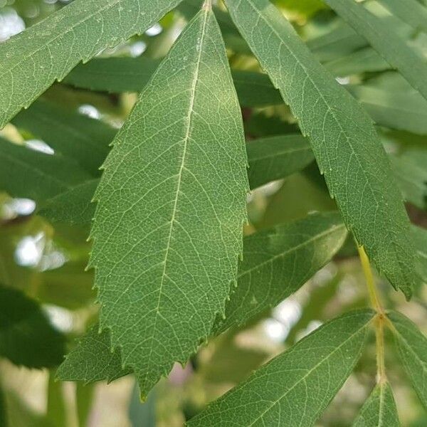 Sorbus domestica Deilen