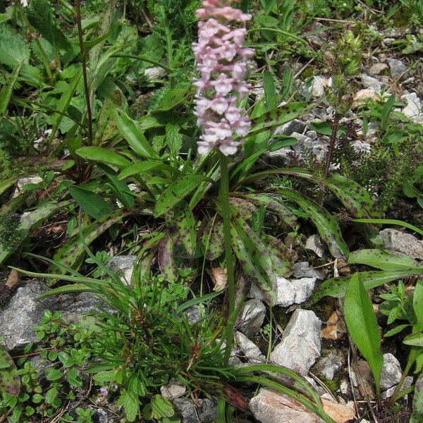 Gymnadenia odoratissima Blad