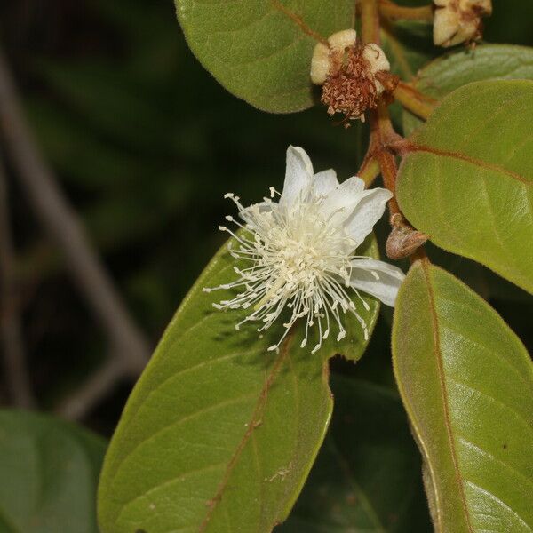 Psidium guineense Flower