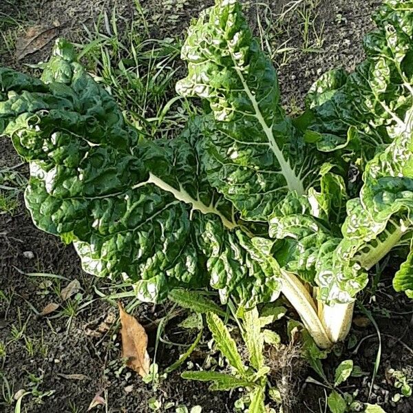 Beta vulgaris Fuelha