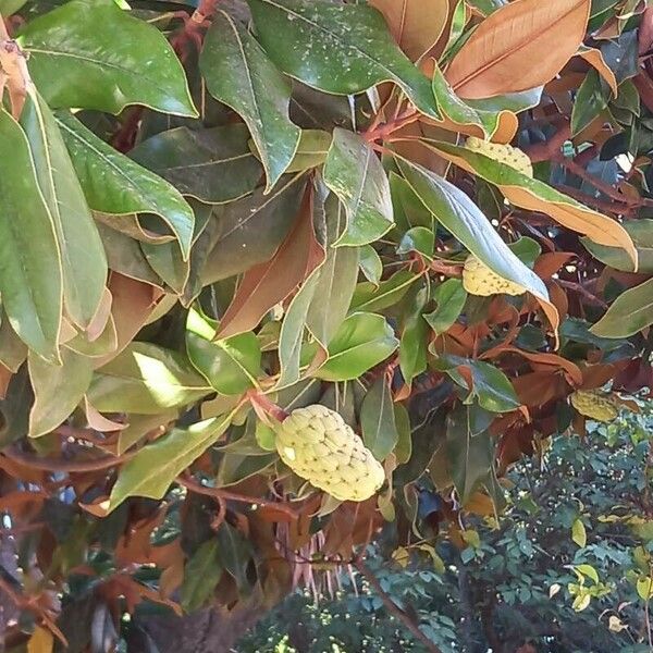 Magnolia × soulangeana Fruit