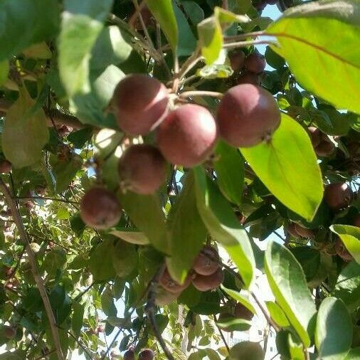 Dovyalis hebecarpa Fruit