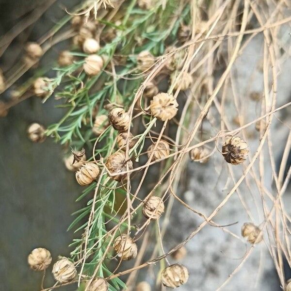 Linum perenne Vaisius