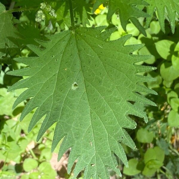 Urtica pilulifera Deilen