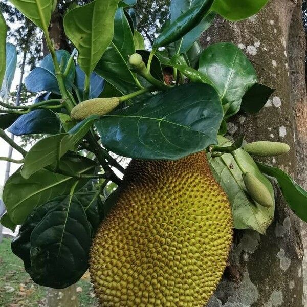 Artocarpus integer برگ