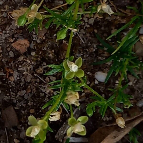 Sagina procumbens Fleur