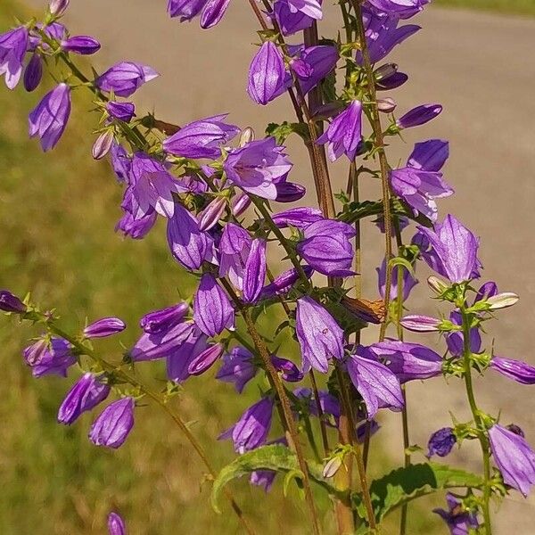 Campanula bononiensis Õis