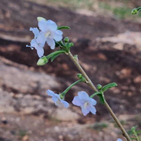 Hibiscus micranthus Bloem