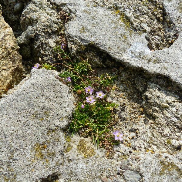 Spergularia rupicola Kwiat