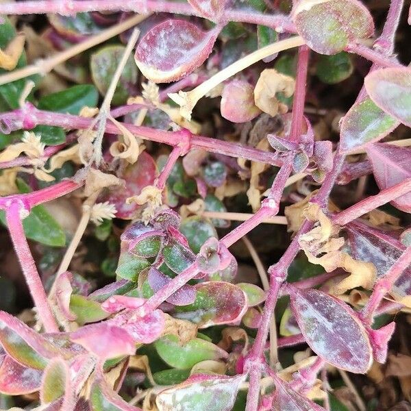 Alternanthera bettzickiana Ŝelo