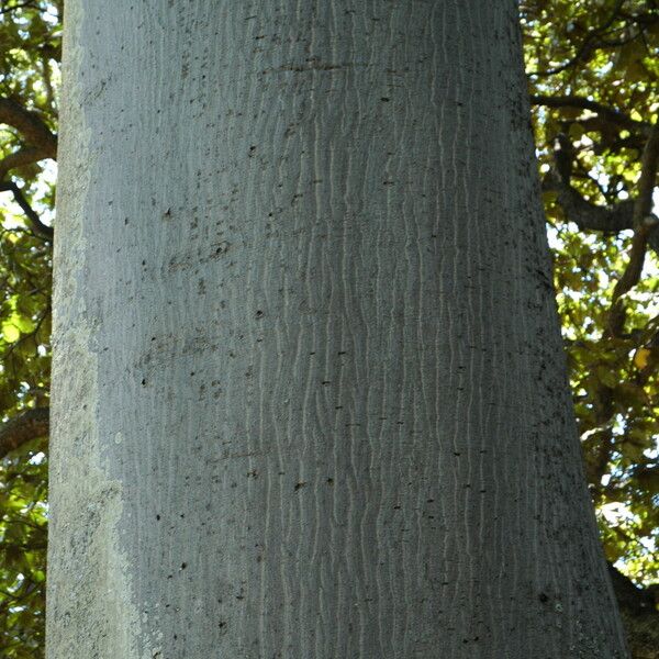 Ceiba pentandra ᱪᱷᱟᱹᱞᱤ