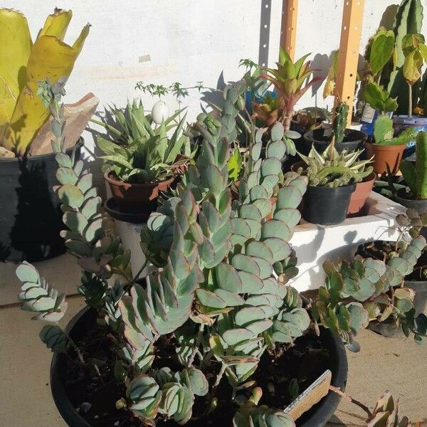 Kalanchoe marnieriana برگ