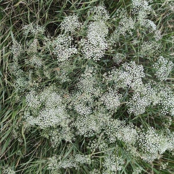 Falcaria vulgaris Blüte