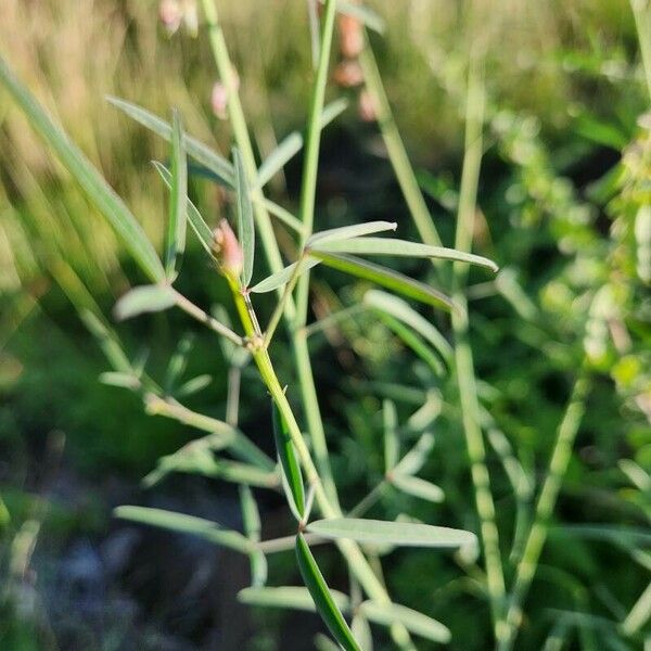 Crotalaria brevidens ഇല