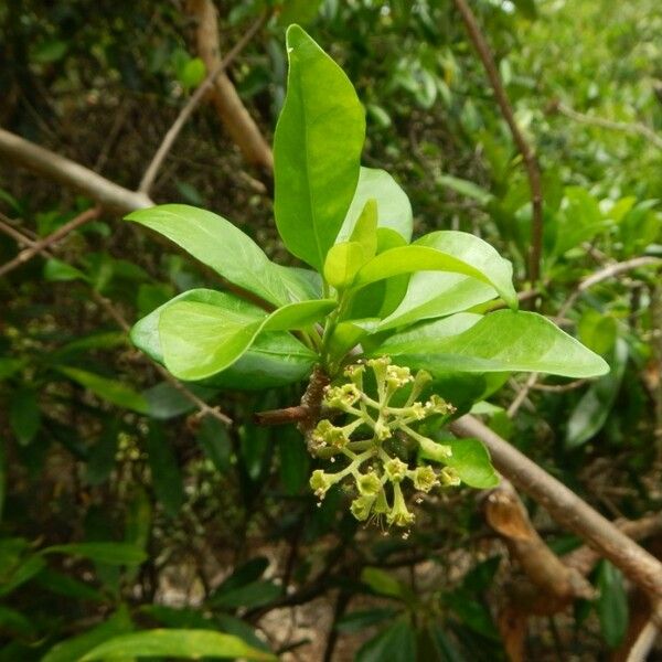 Pisonia aculeata Hábito