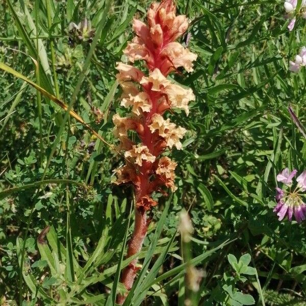 Orobanche elatior Kwiat