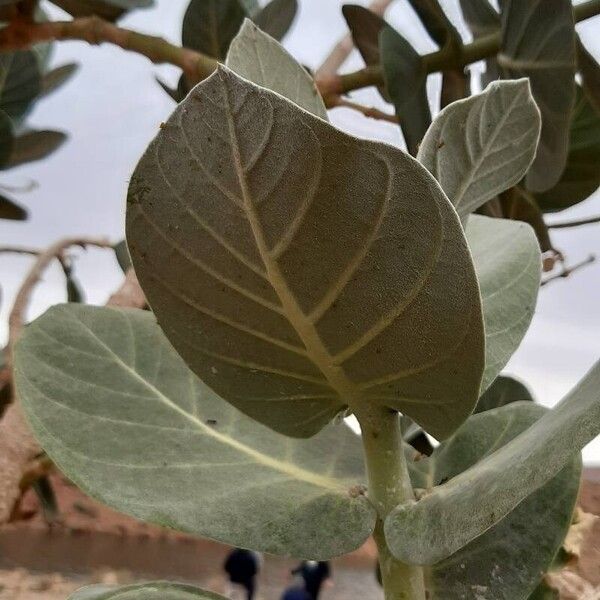 Calotropis procera Folio