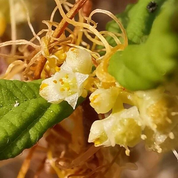 Cuscuta campestris Flors