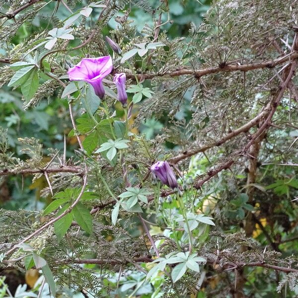 Ipomoea cairica 花