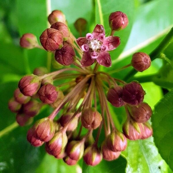 Asclepias amplexicaulis Žiedas