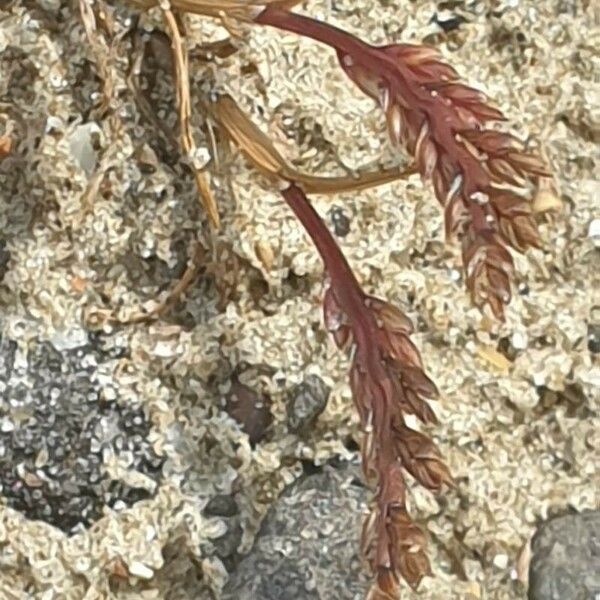 Catapodium marinum Žiedas