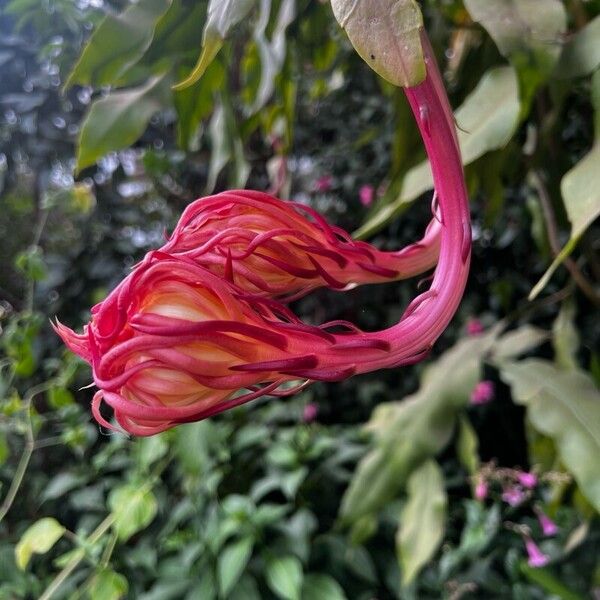 Epiphyllum oxypetalum 花