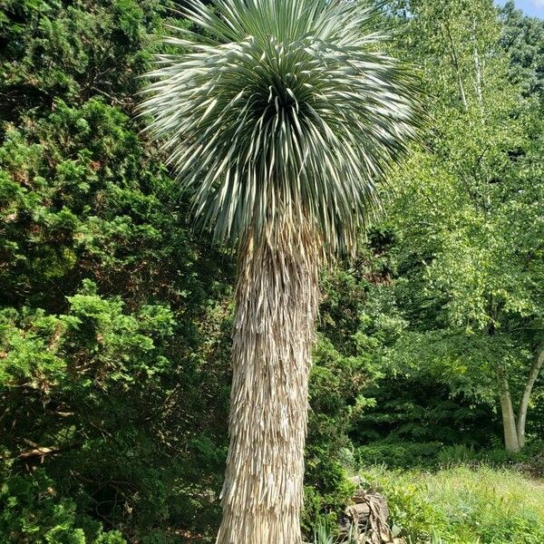 Yucca thompsoniana عادت داشتن