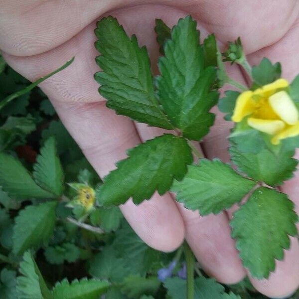 Potentilla indica Folio