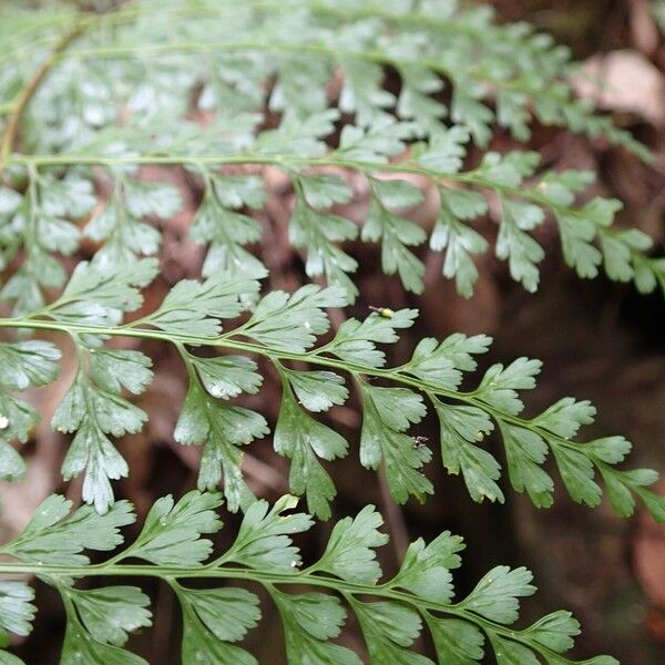 Asplenium laserpitiifolium Folio