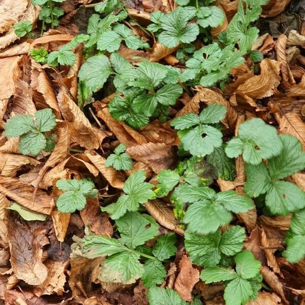 Geum macrophyllum অন্যান্য